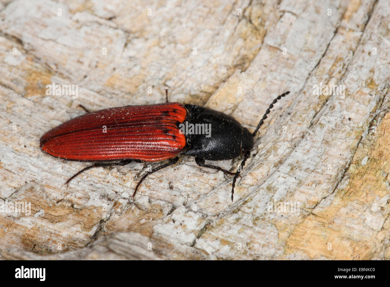 Cardinal click beetle (Ampedus spec., Ampedus cf. sanguineus), on deadwood, Germany Stock Photo