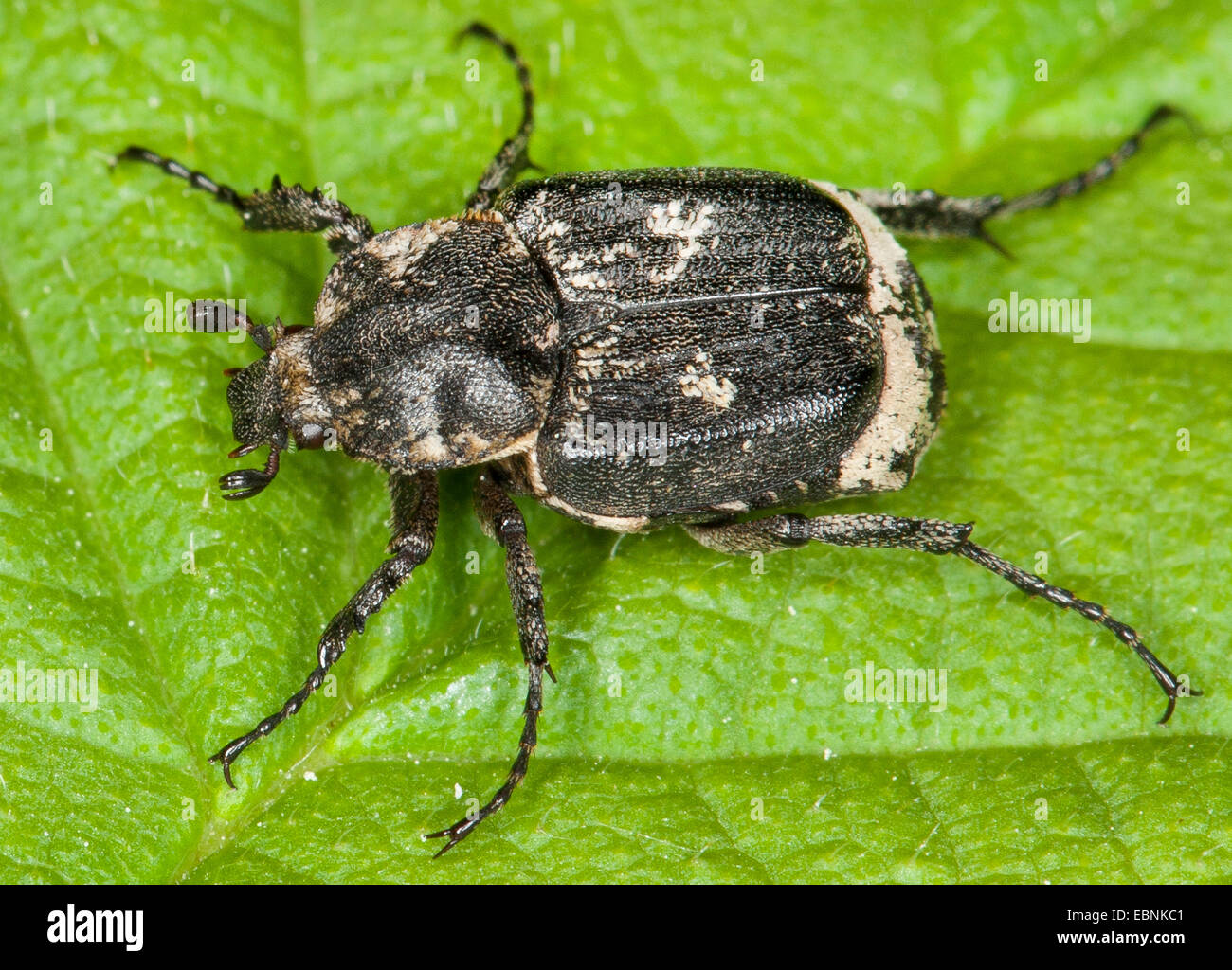 Scarab beetle (Valgus hemipterus, Scarabaeus hemipterus), male, Germany Stock Photo