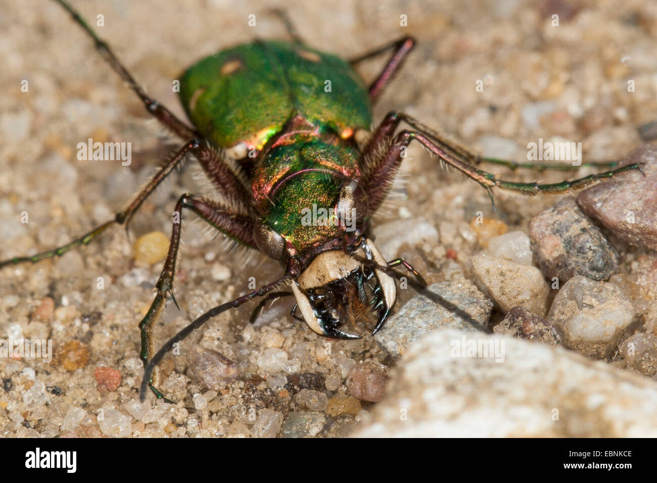 Green tiger beetle (Cicindela campestris), front view with mouthparts, Germany Stock Photo