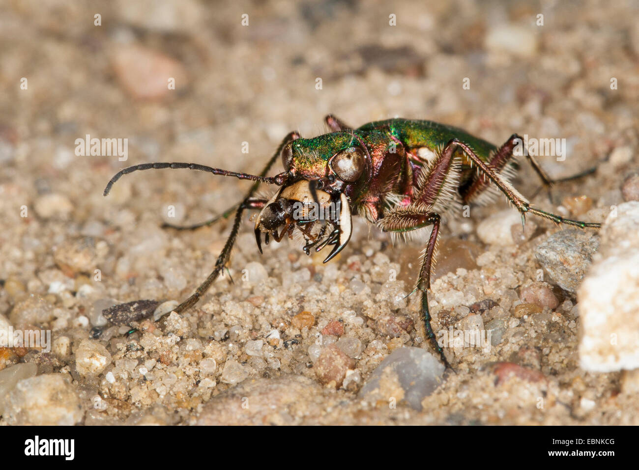 Green tiger beetle (Cicindela campestris), with caught ant in the mouth, Germany Stock Photo