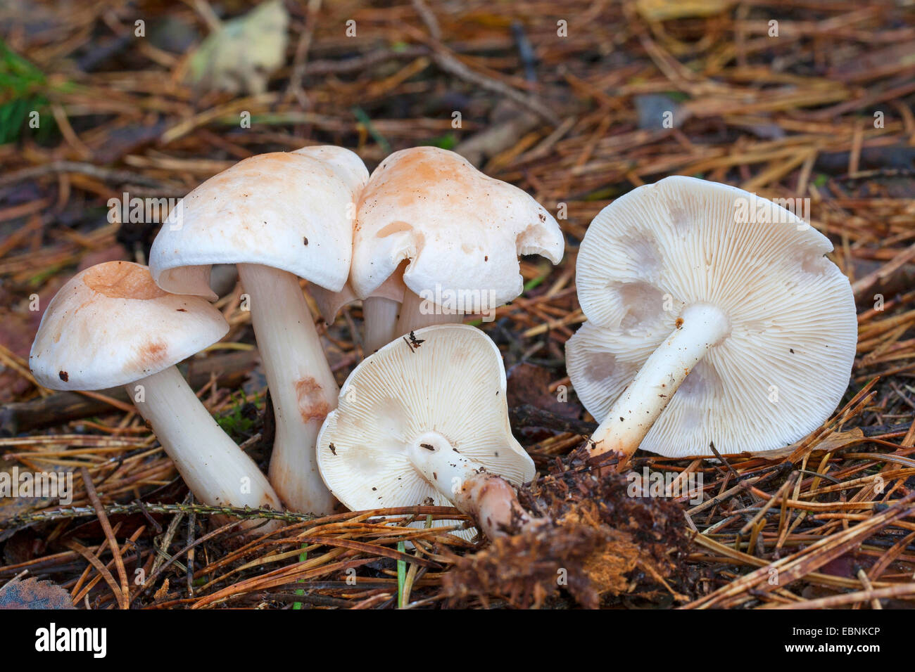 Spotted toughshank, Spotted Toughshank mushroom, Spotted coincap (Collybia maculata, Rhodocollybia maculata), five fruiting bodies on forest floor, Germany Stock Photo