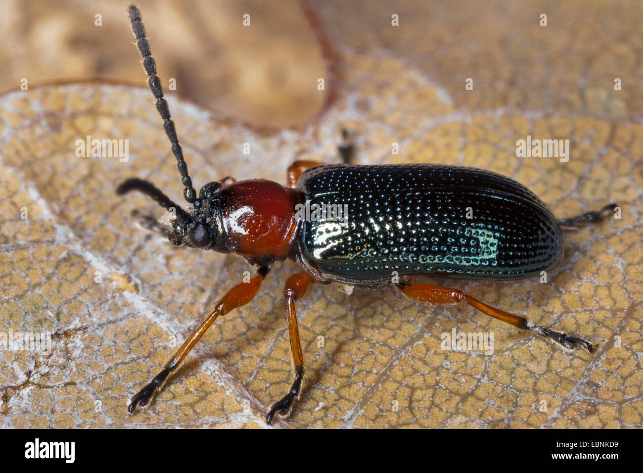 Cereal Leaf Beetle (Oulema melanopus oder Oulema duftschmidi), on an ...