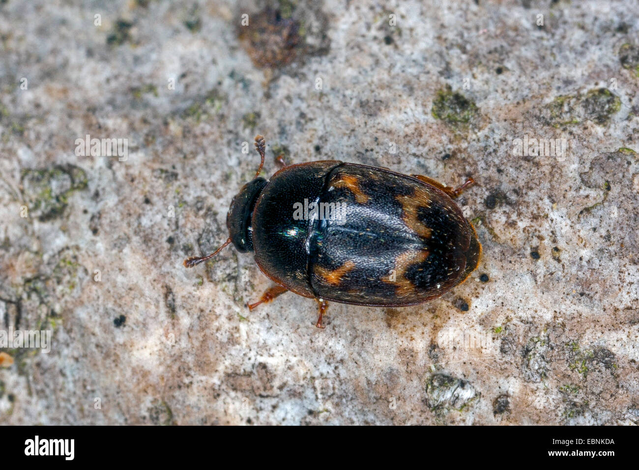 Sap beetle (Cryptarcha strigata), on a stone, Germany Stock Photo