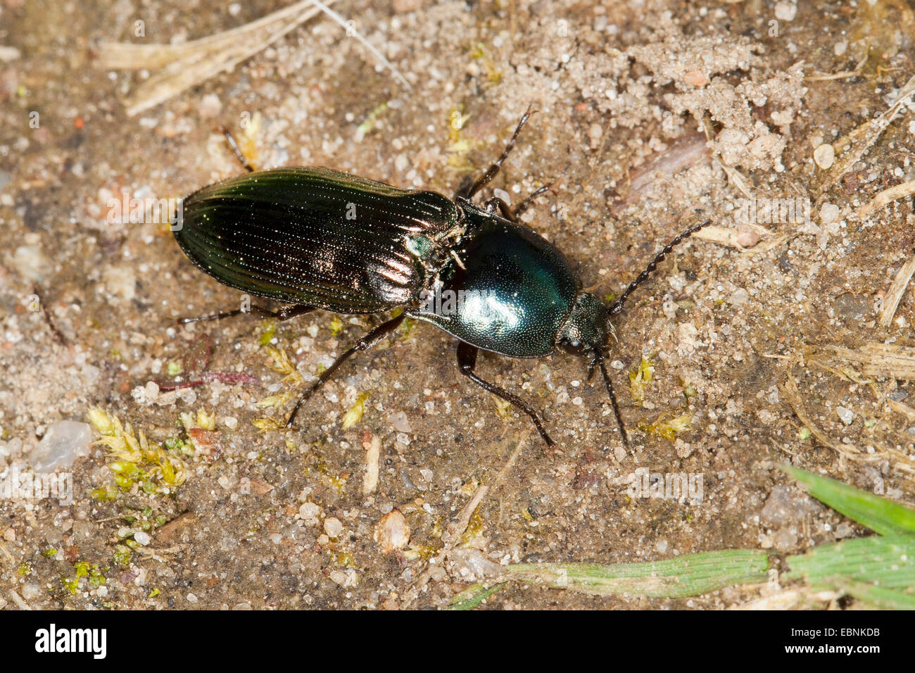 Shiny click beetle (Selatosomus aeneus), on the ground, Germany Stock Photo