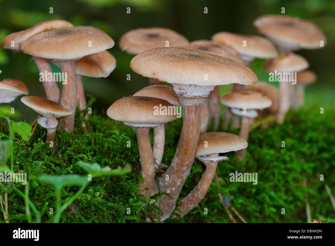 Dark honey fungus, Honey mushroom (Armillaria ostoyae, Armillariella polymyces, Armillaria solidipes), several fruiting bodies on forest floor, Germany Stock Photo
