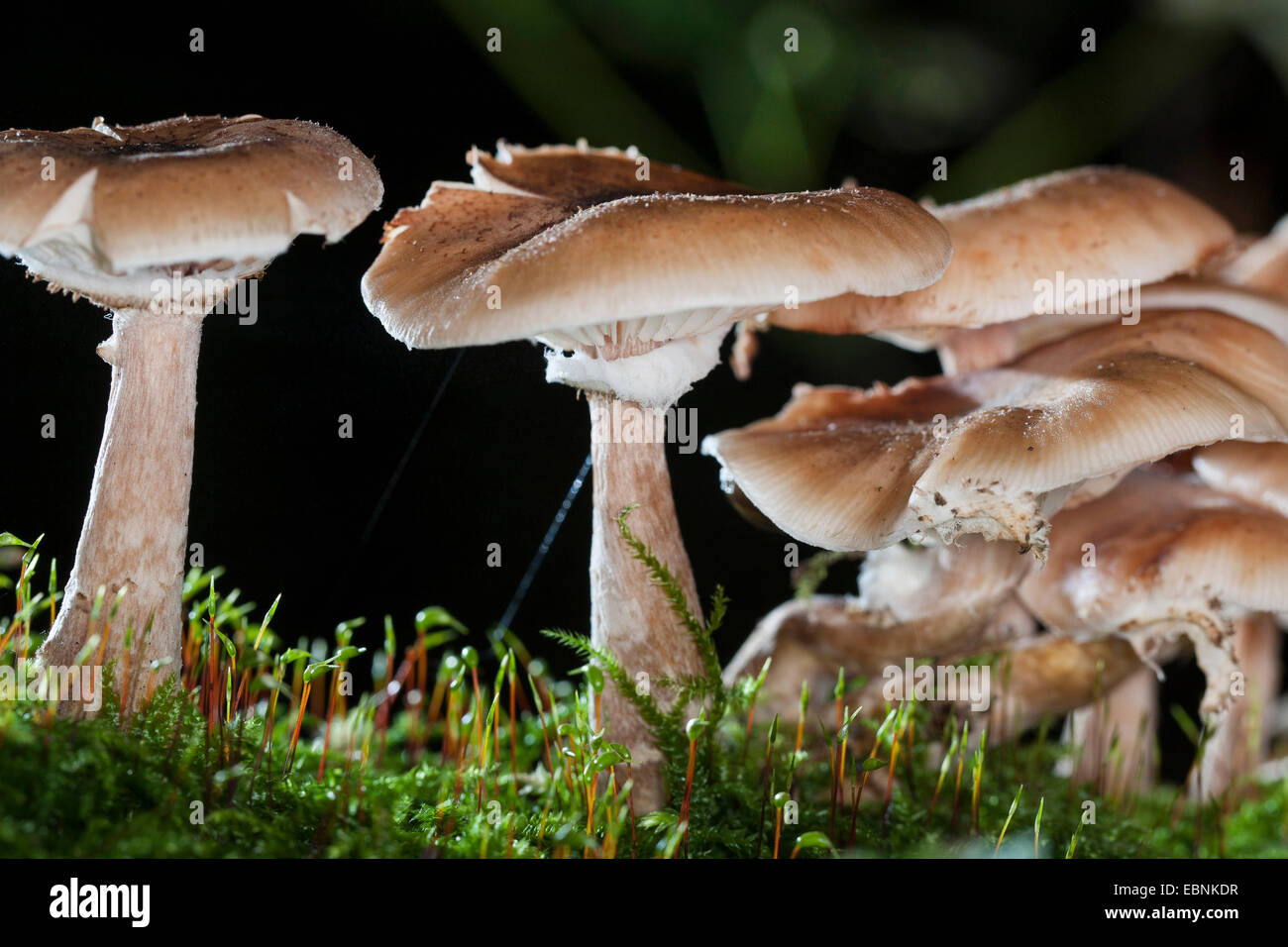 Dark honey fungus, Honey mushroom (Armillaria ostoyae, Armillariella polymyces, Armillaria solidipes), several fruiting bodies on moss, Germany Stock Photo