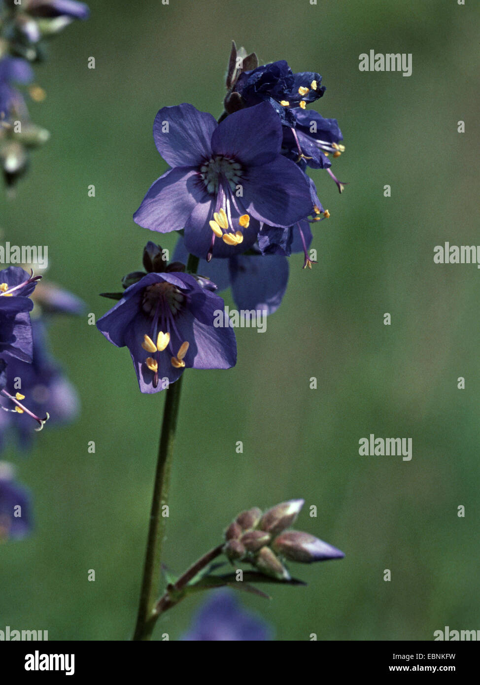 blue jacob's-ladder (Polemonium caeruleum), flowers, Germany Stock Photo