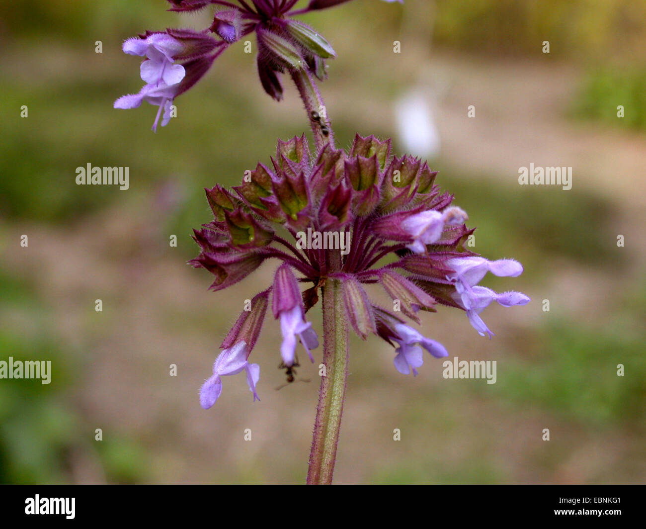 Whorled sage, lilac sage (Salvia verticillata), whorl of flowers