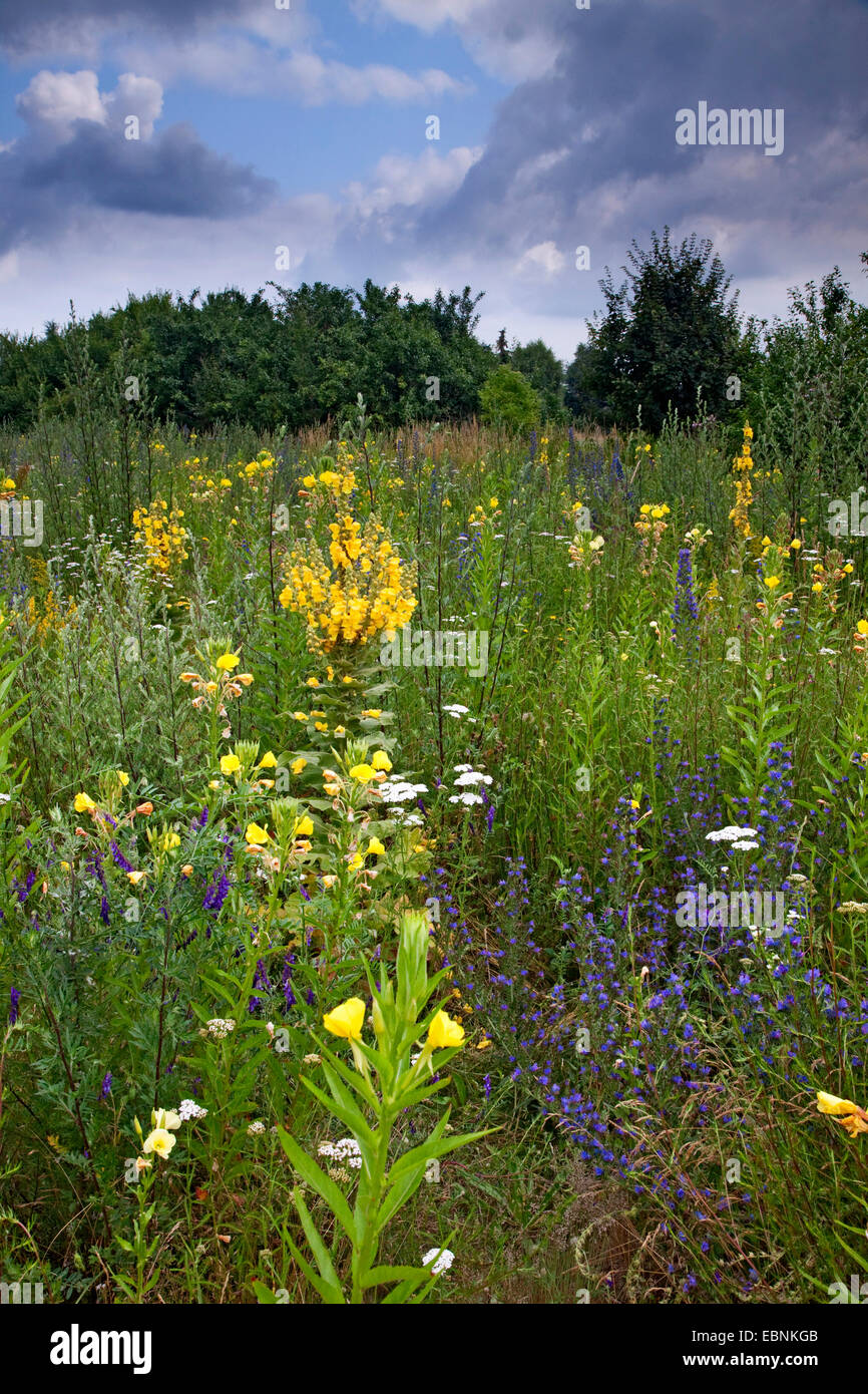 blueweed, blue devil, viper's bugloss, common viper's-bugloss (Echium vulgare), abandoned land with flowering mulleins, evening primroses and blue devils, Germany, Bavaria, Brachland Stock Photo