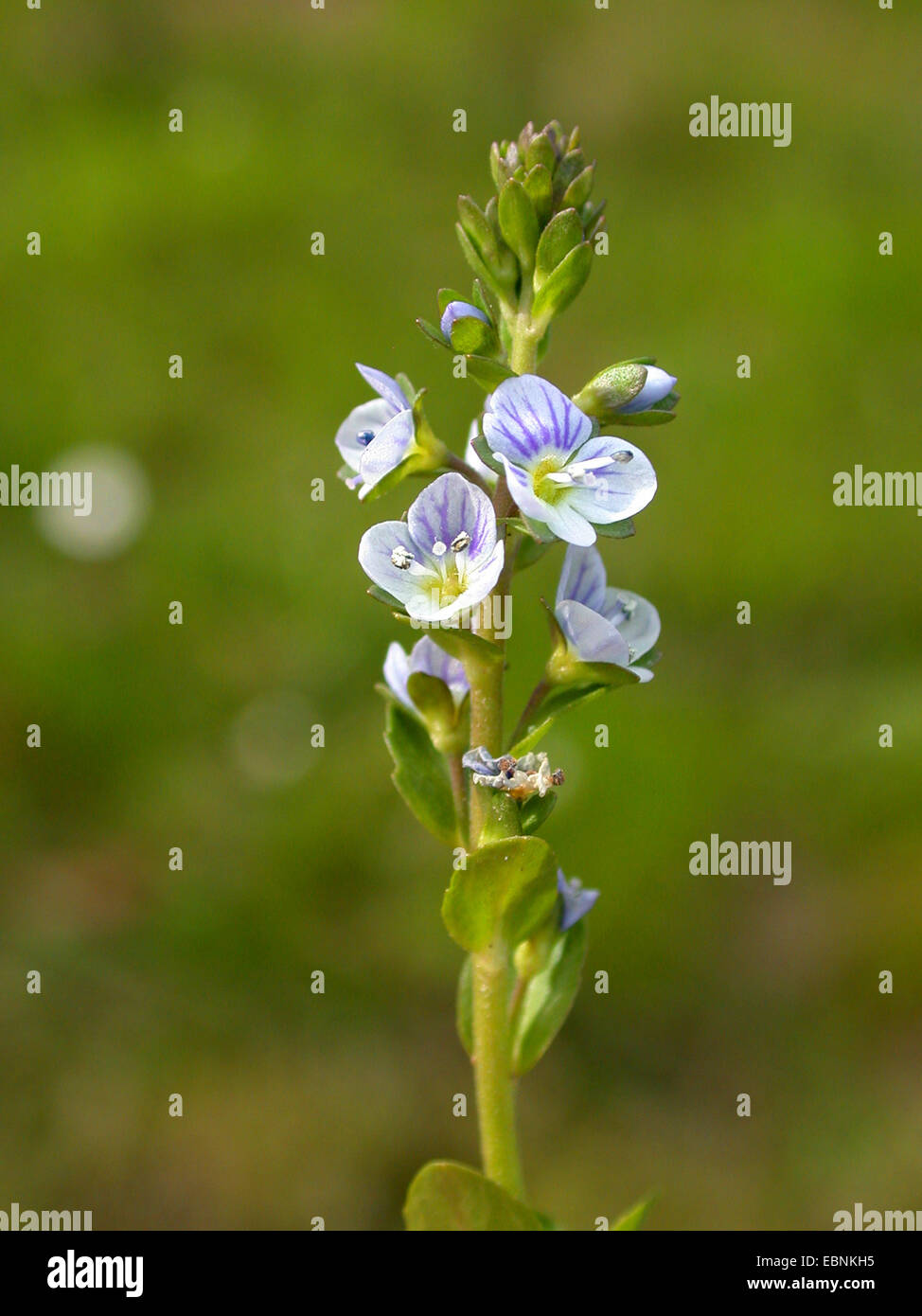 thymeleaved speedwell (Veronica serpyllifolia), inflorescence, Germany