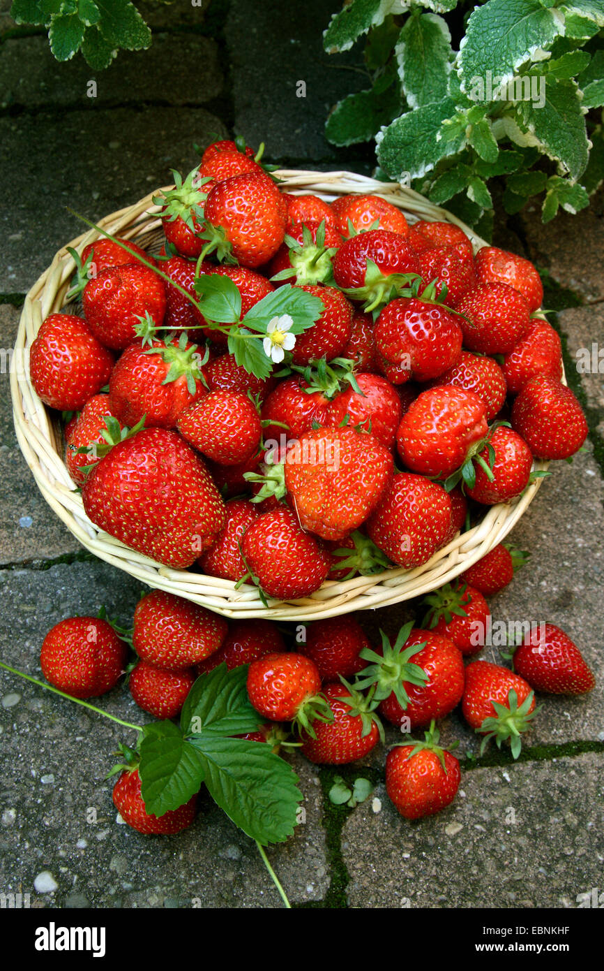 hybrid strawberry, garden strawberry (Fragaria x ananassa, Fragaria ananassa), strawberries in a basket Stock Photo