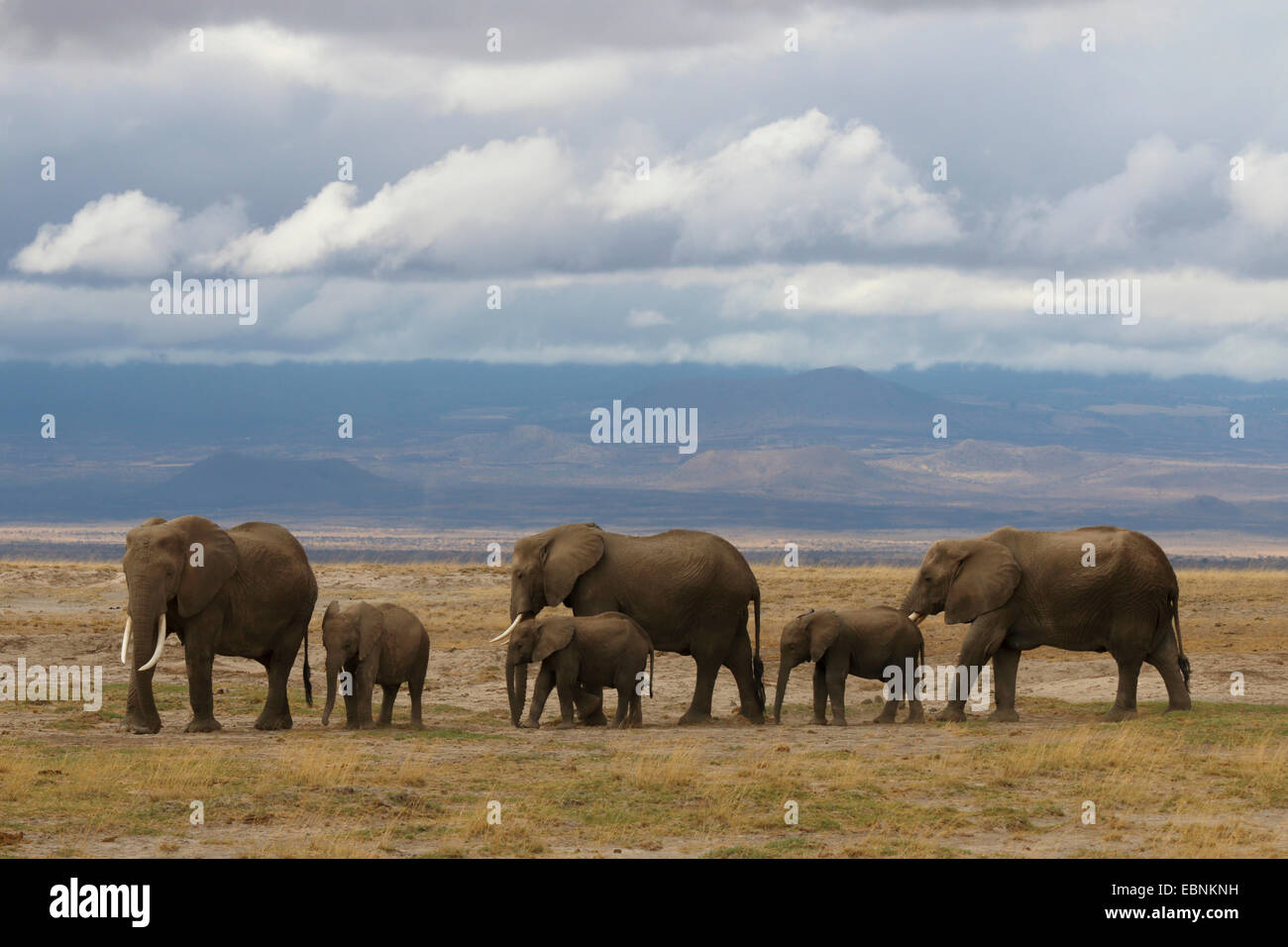 African elephant (Loxodonta africana), herd of elephants, Kenya, Amboseli National Park Stock Photo