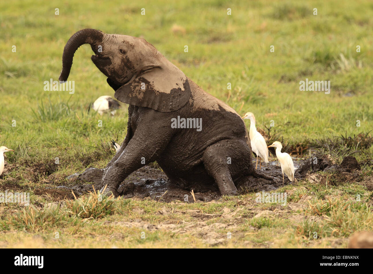 Elephant mud bath hi-res stock photography and images - Alamy