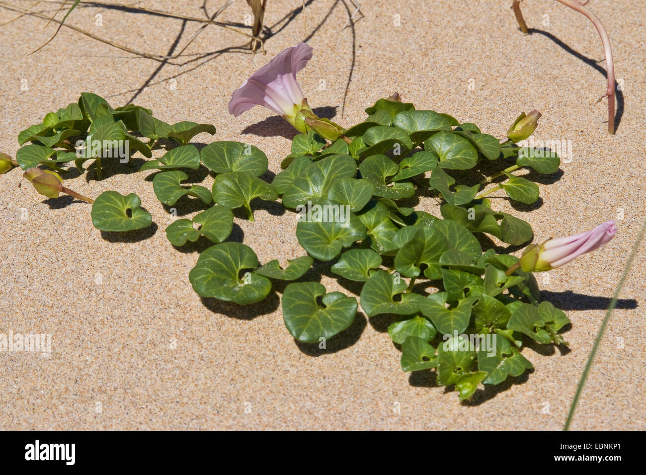 Beach morning-glory, Sea bindweed, Seashore false bindweed, Seashore morning-glory (Calystegia soldanella), blooming on the beach, Netherlands Stock Photo