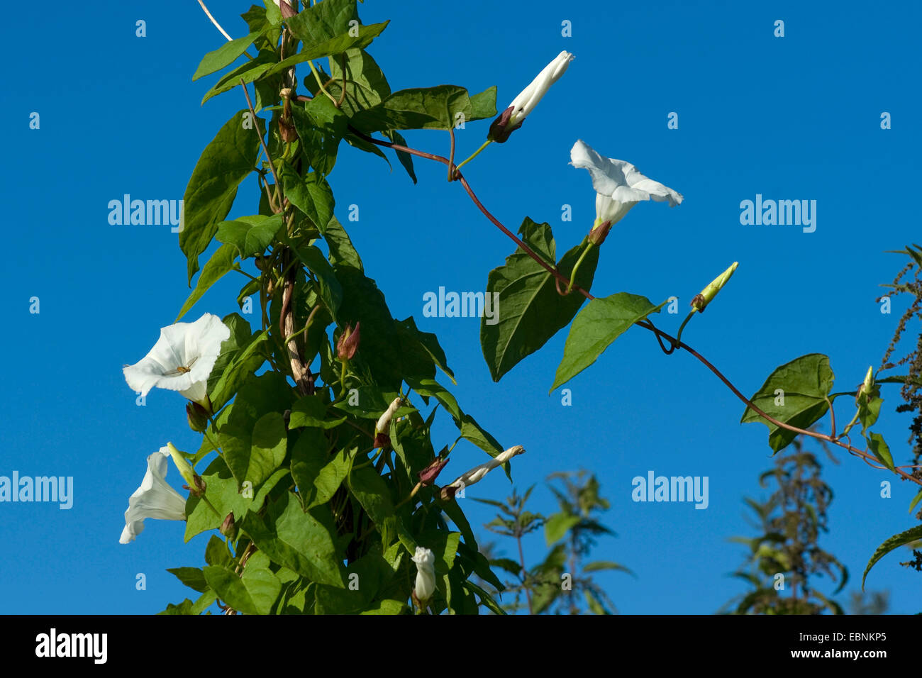 Bellbine, Hedge bindweed, Hedge false bindweed, Lady's-nightcap, Rutland beauty, Greater bindweed (Calystegia sepium, Convolvulus sepium), twining agains blue sky, Germany Stock Photo