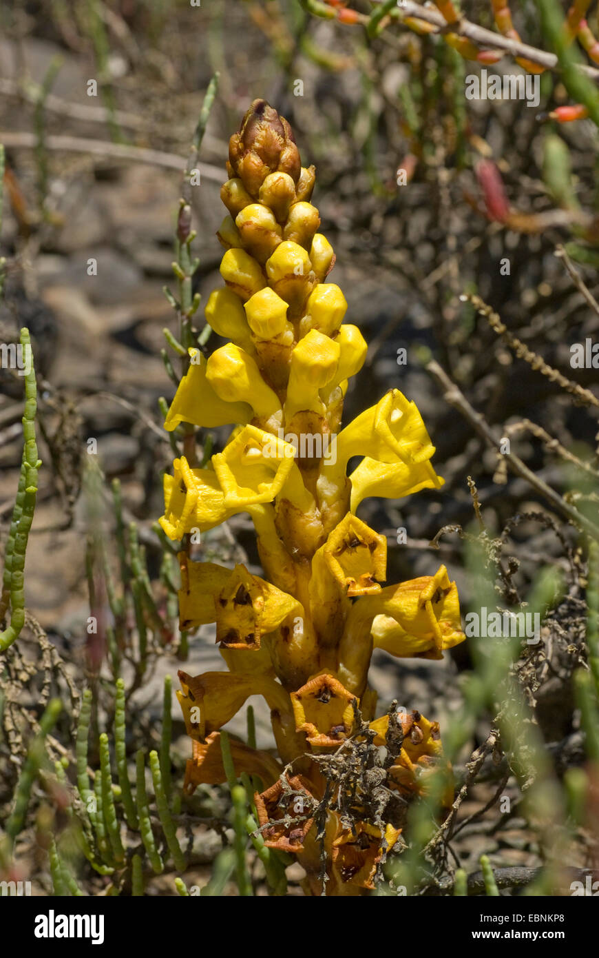 Yellow broomrape (Cistanche phelypaea), inflorescence, Portugal Stock Photo
