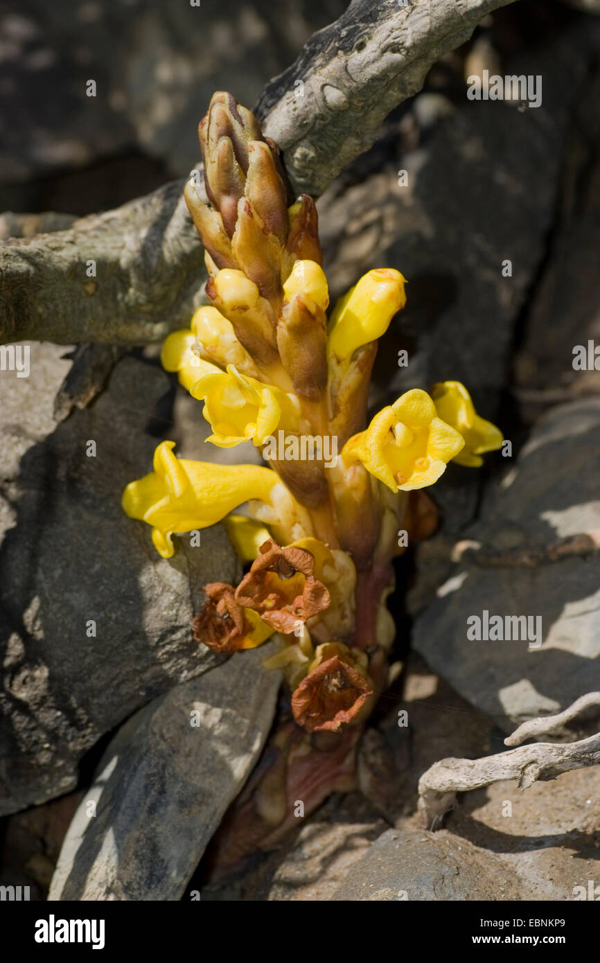 Yellow broomrape (Cistanche phelypaea), inflorescence, Portugal Stock Photo