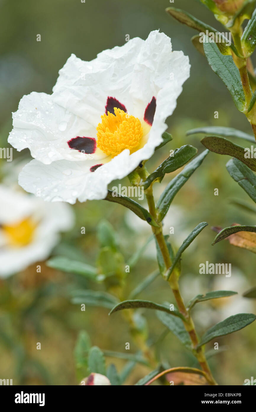 Gum Cistus, Gum Rockrose (Cistus ladanifer), flower, Portugal Stock Photo