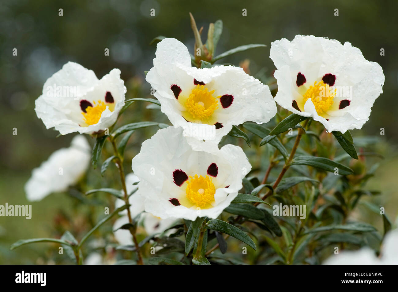 Gum Cistus, Gum Rockrose (Cistus ladanifer), flower, Portugal Stock Photo