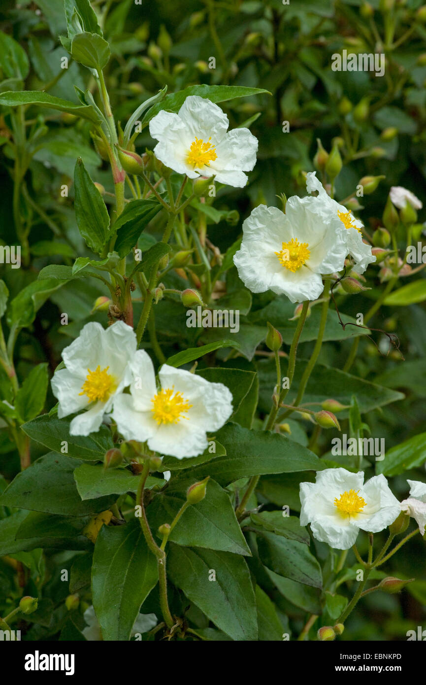 Laurel-leaved rock rose (Cistus laurifolius), blooming Stock Photo
