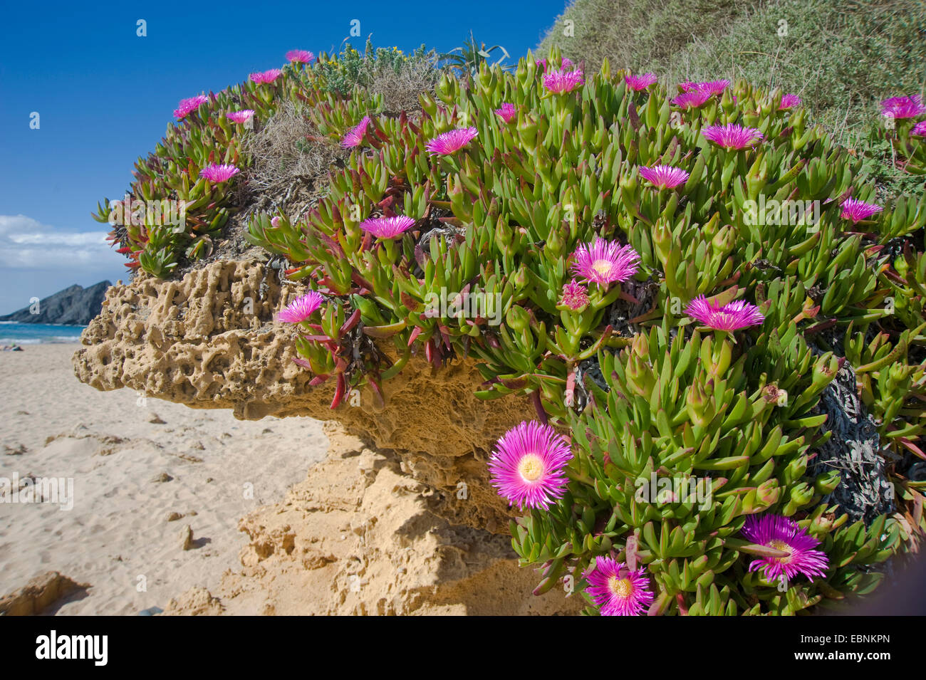 freeway iceplant, Hottentot fig (Carpobrotus edulis), blooming on a sandy beach in the Mediterranean Area Stock Photo