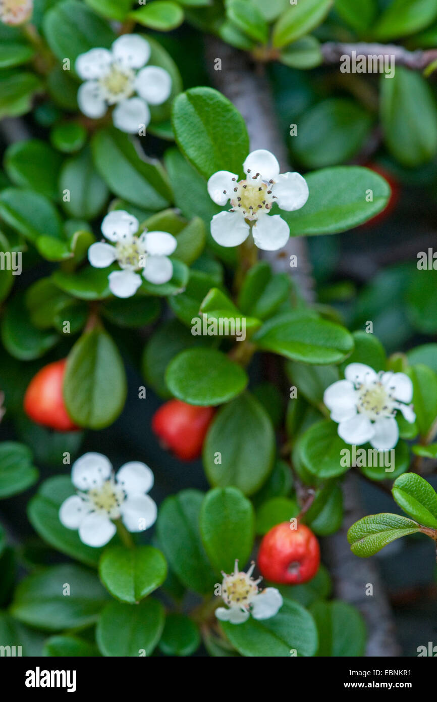 Bearberry Cotoneaster (Cotoneaster dammeri), branch with flowers and fruits Stock Photo