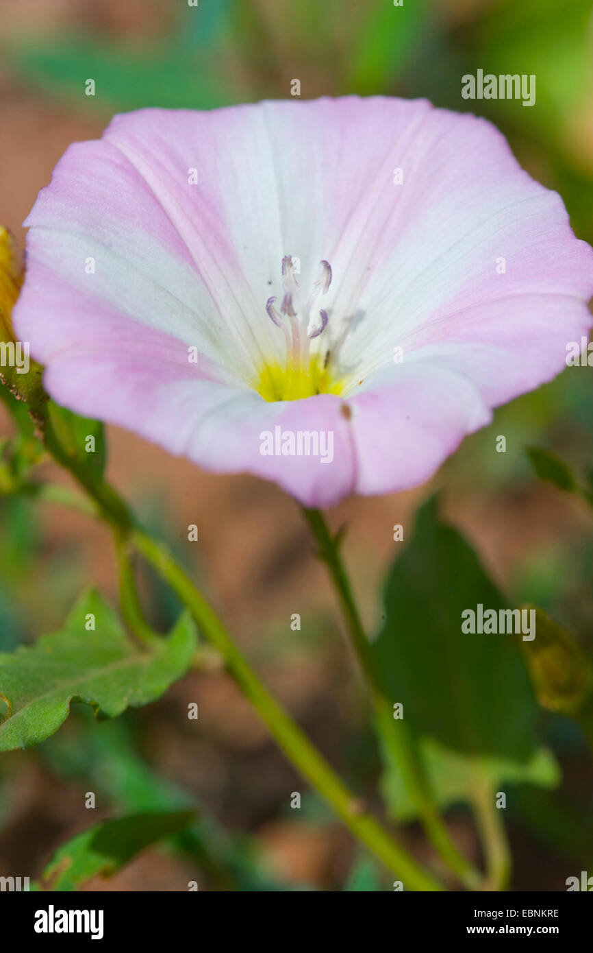 field bindweed, field morningglory, small bindweed (Convolvulus