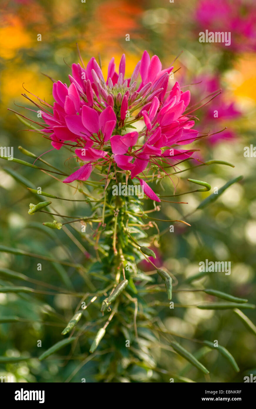 Spirit Damask Cleome, Spider-flower, Pink Queen (Cleome spinosa), blooming Stock Photo
