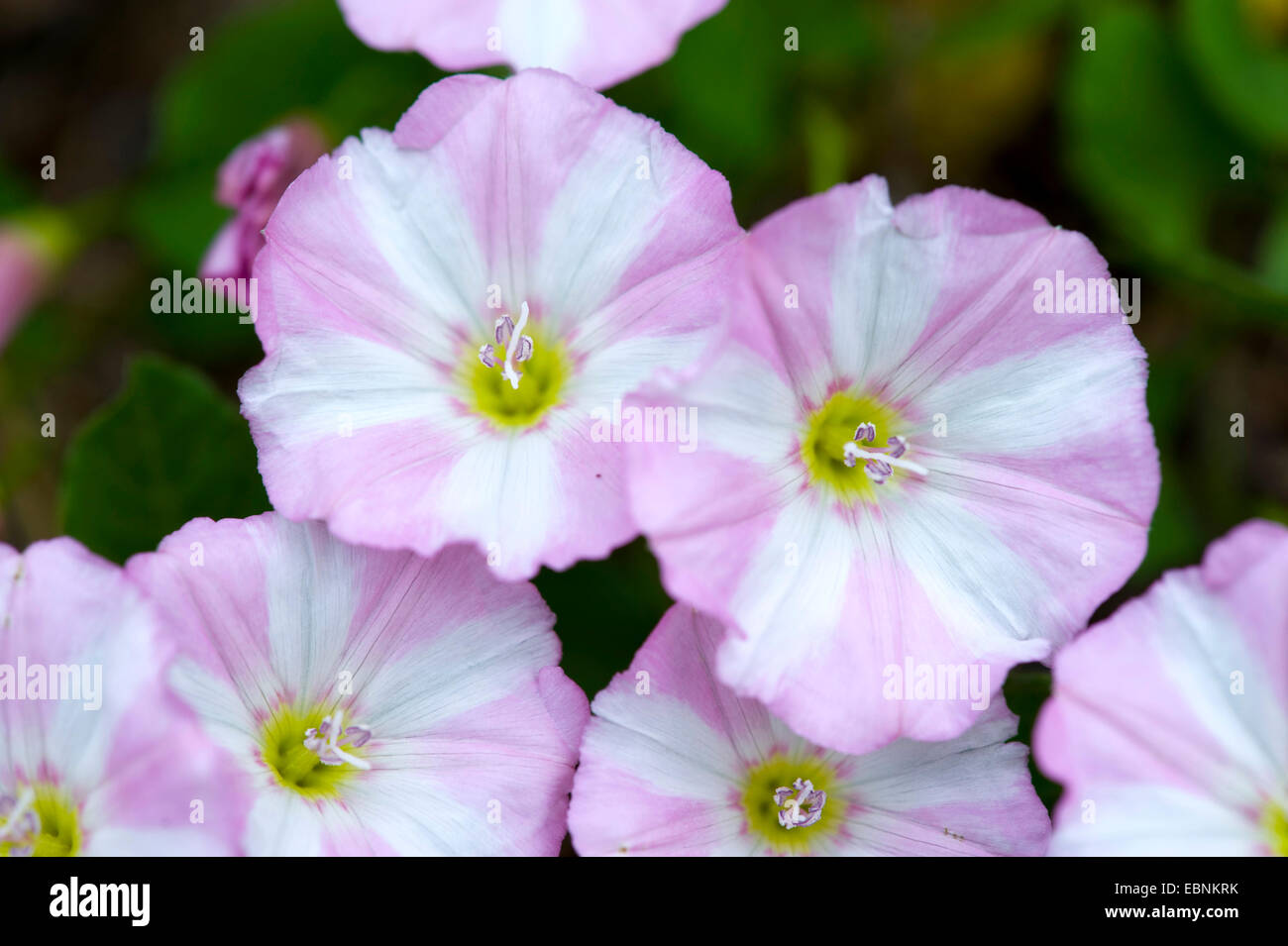 field bindweed, field morning-glory, small bindweed (Convolvulus arvensis), flowers, Germany Stock Photo