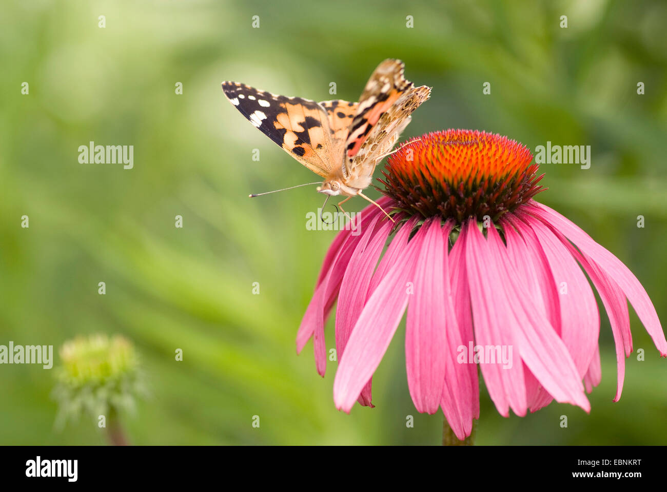 painted lady, thistle (Cynthia cardui, Vanessa cardui), sitiing on blooming eastern purple coneflower Stock Photo