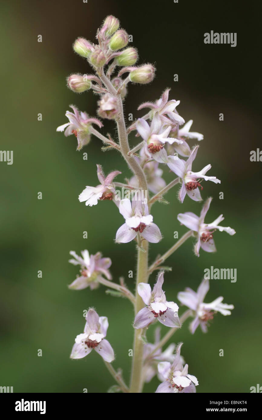 Delphinium (Delphinium requienii), inflorescence Stock Photo