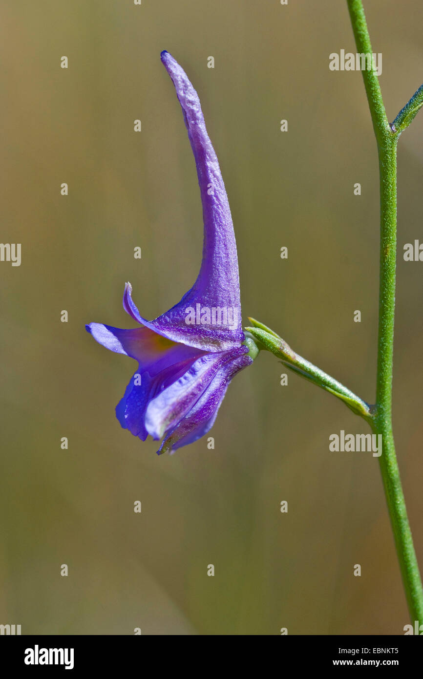 Larkspur (Delphinium gracile), flower, Portugal, Aljezur Stock Photo