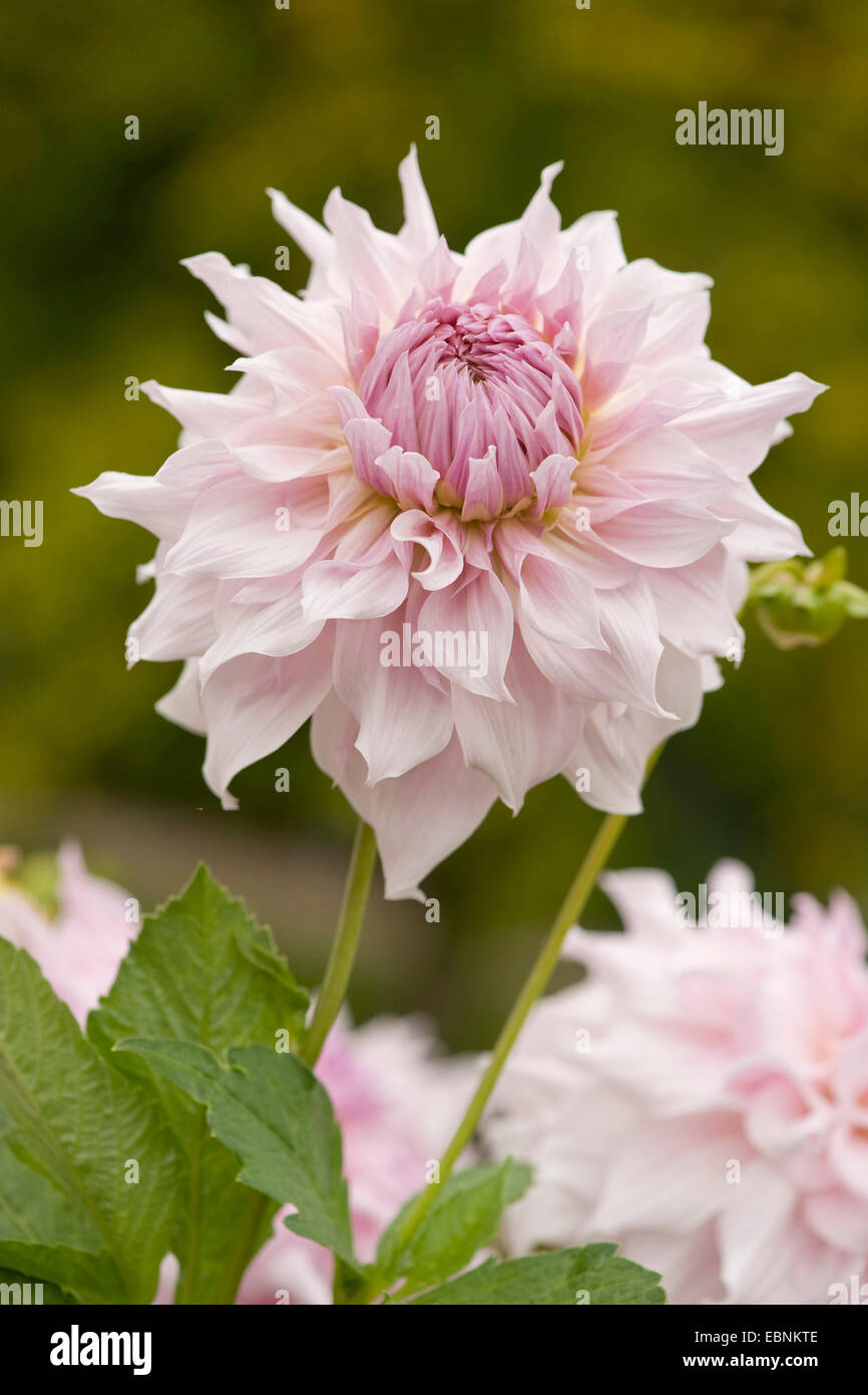 (Dahlia 'Shiloh Noelle', Dahlia Shiloh Noelle), cultivar