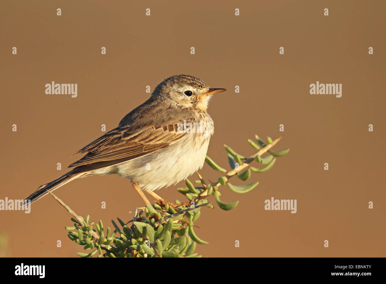 Canarian pitpit (Anthus berthelotii), pipit sitting on a bush, Canary Islands, Fuerteventura Stock Photo