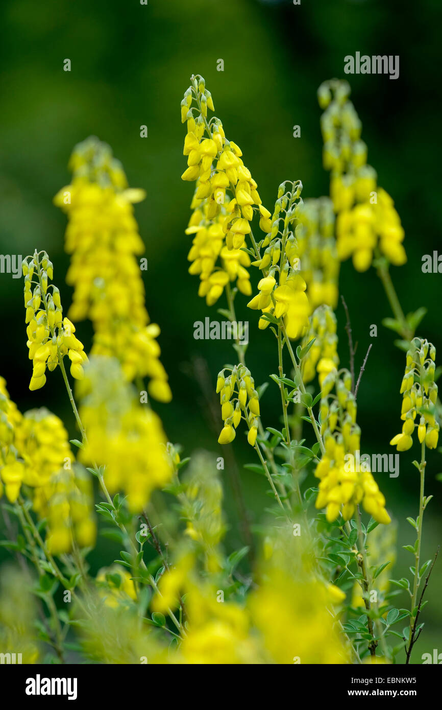 Broom (Cytisus nigricans), blooming Stock Photo