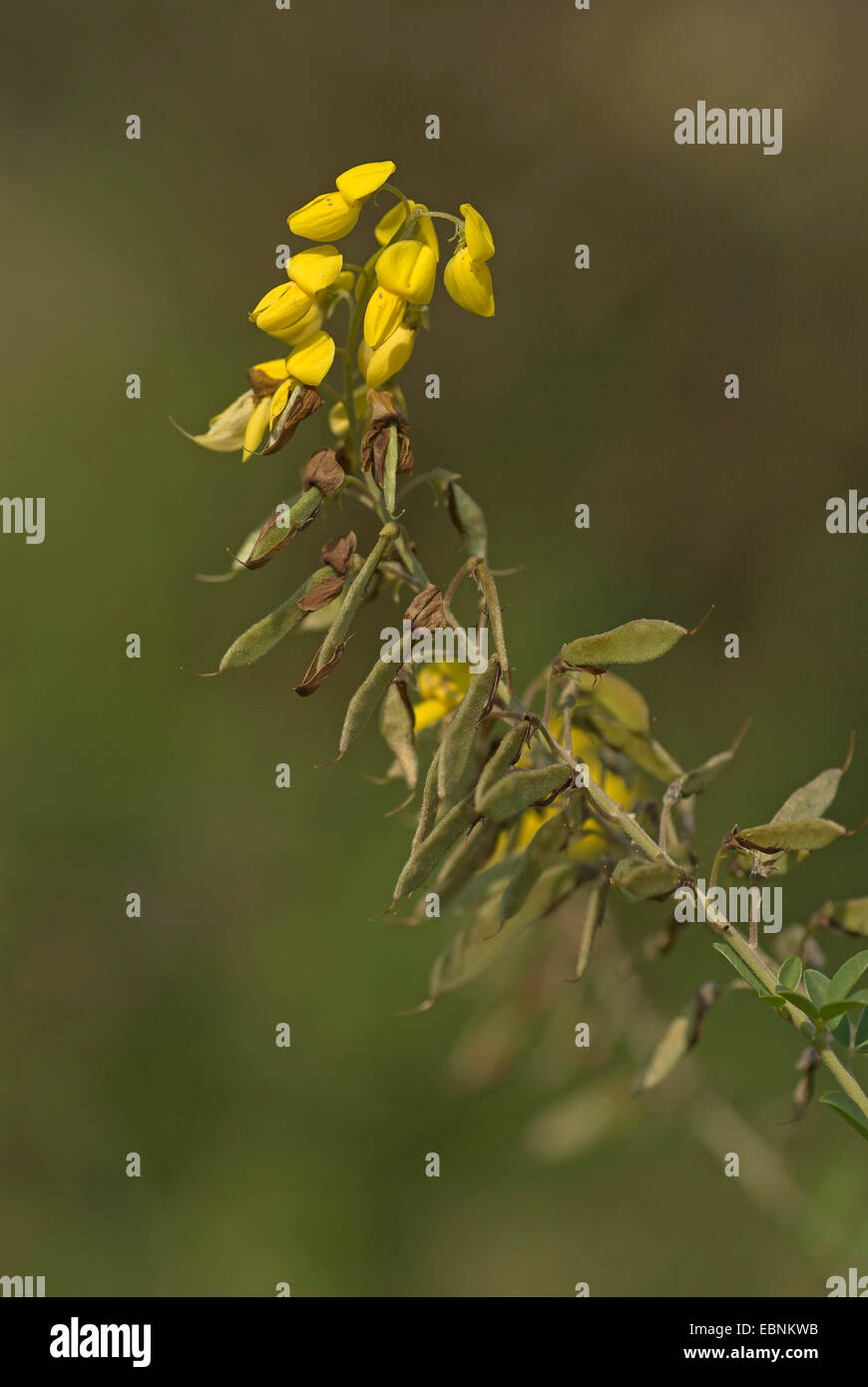 Broom (Cytisus nigricans), with flowers and fruits Stock Photo