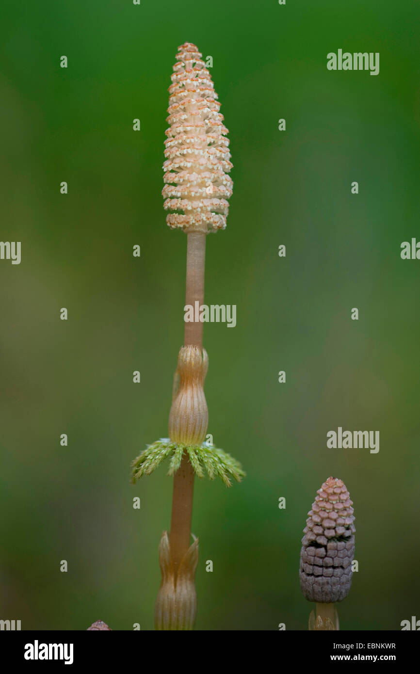 sylvan horsetail, wood horsetail, woodland horsetail (Equisetum sylvaticum), cones, Germany Stock Photo