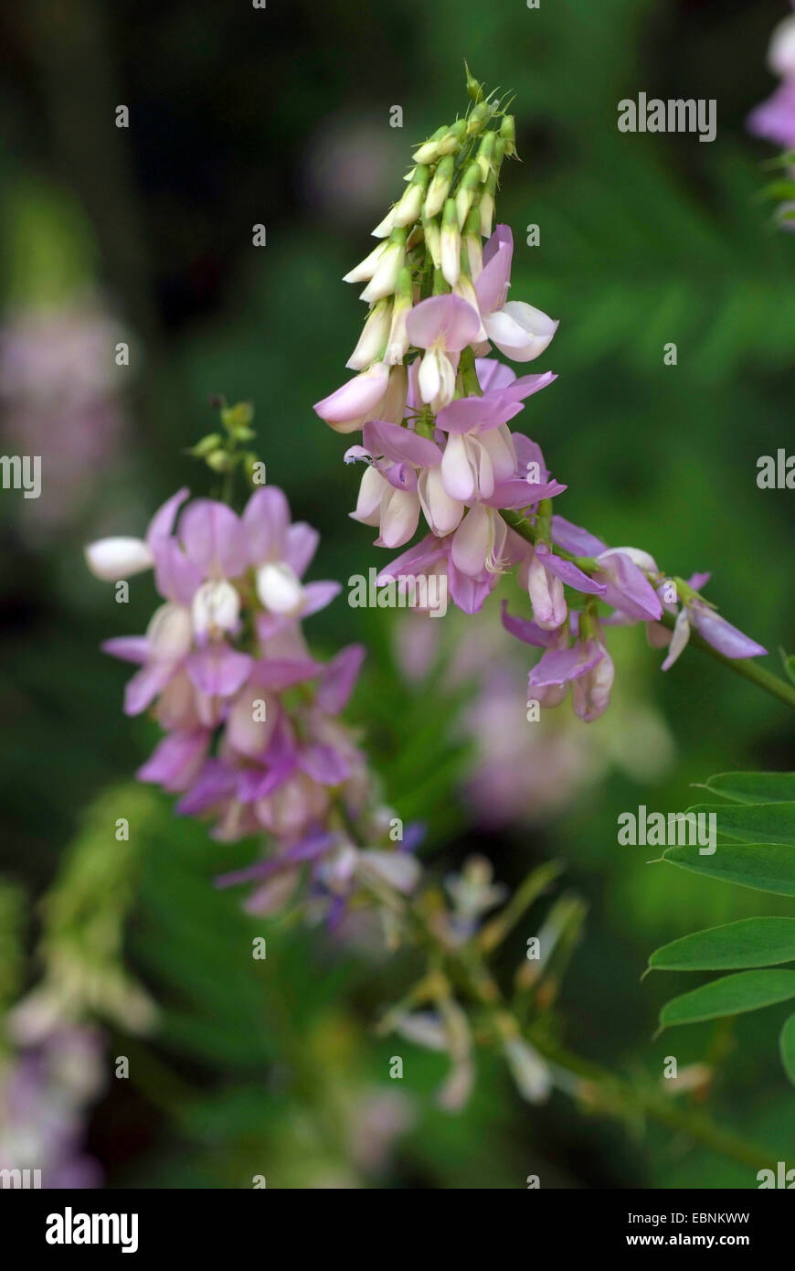Goat's rue, French lilac, Italian fitch, Professor-weed (Galega officinalis), blooming, Germany, BGDA Stock Photo