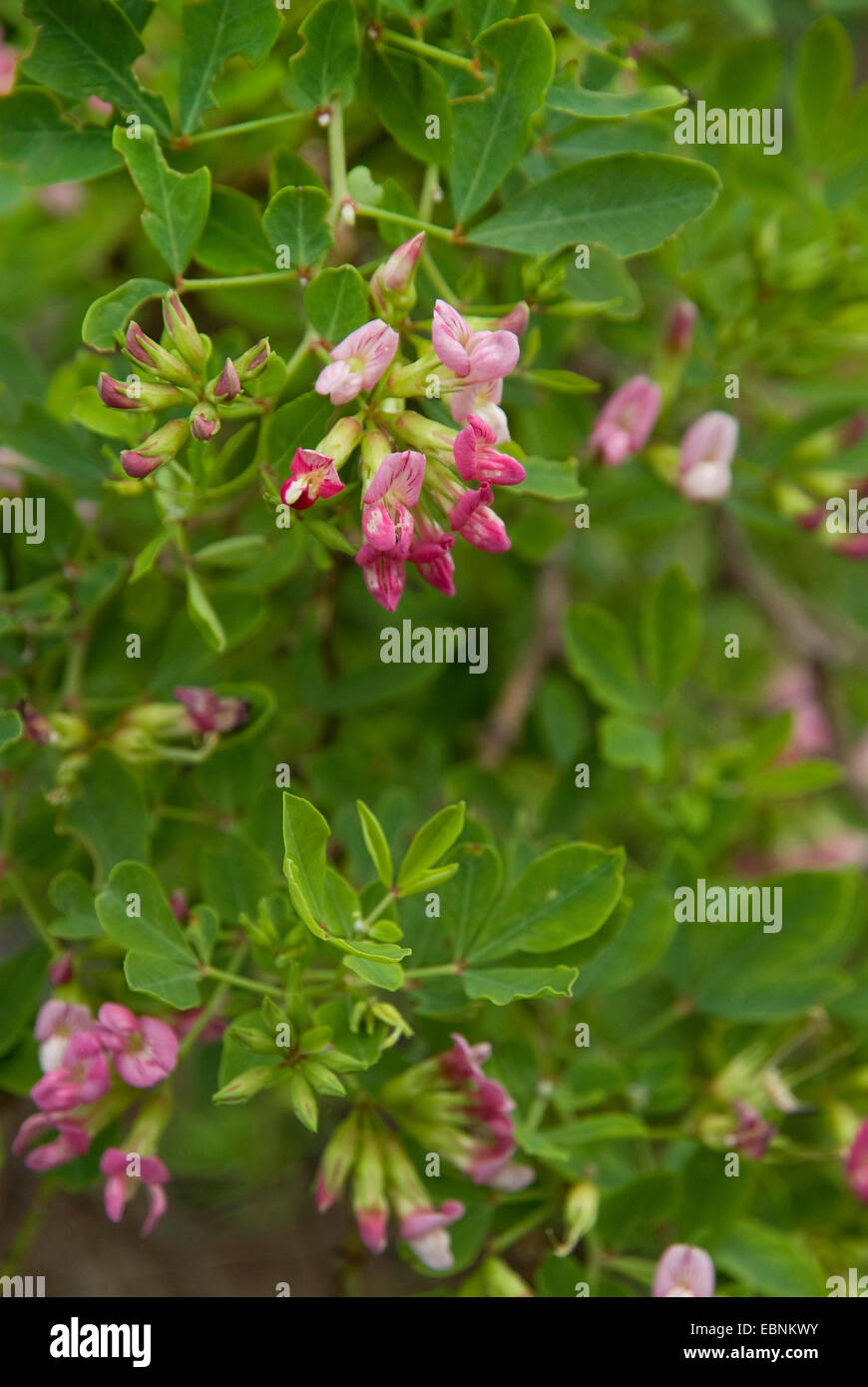 Canary Clover (Dorycnium spectabile), blooming Stock Photo