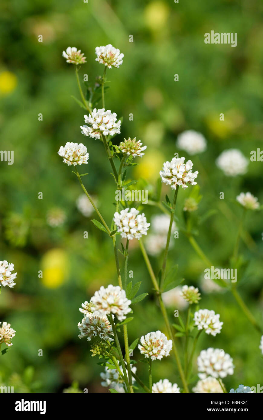 Herb Canary Clover (Dorycnium herbaceum), blooming Stock Photo