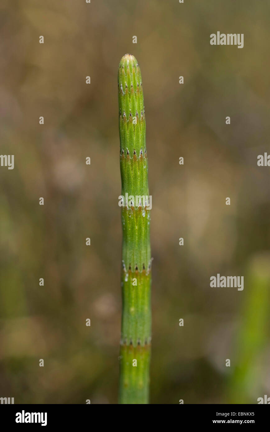 dwarf scouring-rush (Equisetum scirpoides), sprout Stock Photo