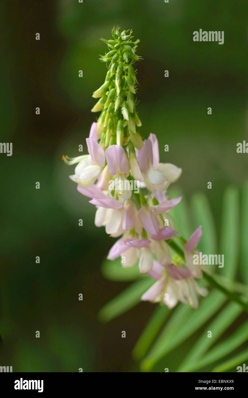 Goat's rue, French lilac, Italian fitch, Professor-weed (Galega officinalis), inflorescence, Germany Stock Photo