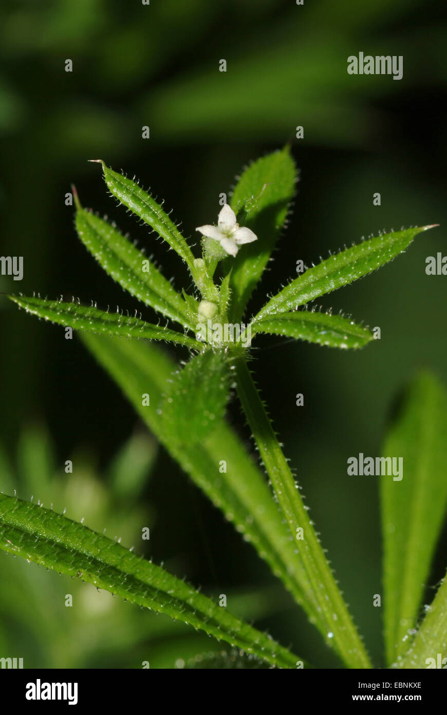 Cleavers, Goosegrass, Catchweed bedstraw (Galium aparine), blooming