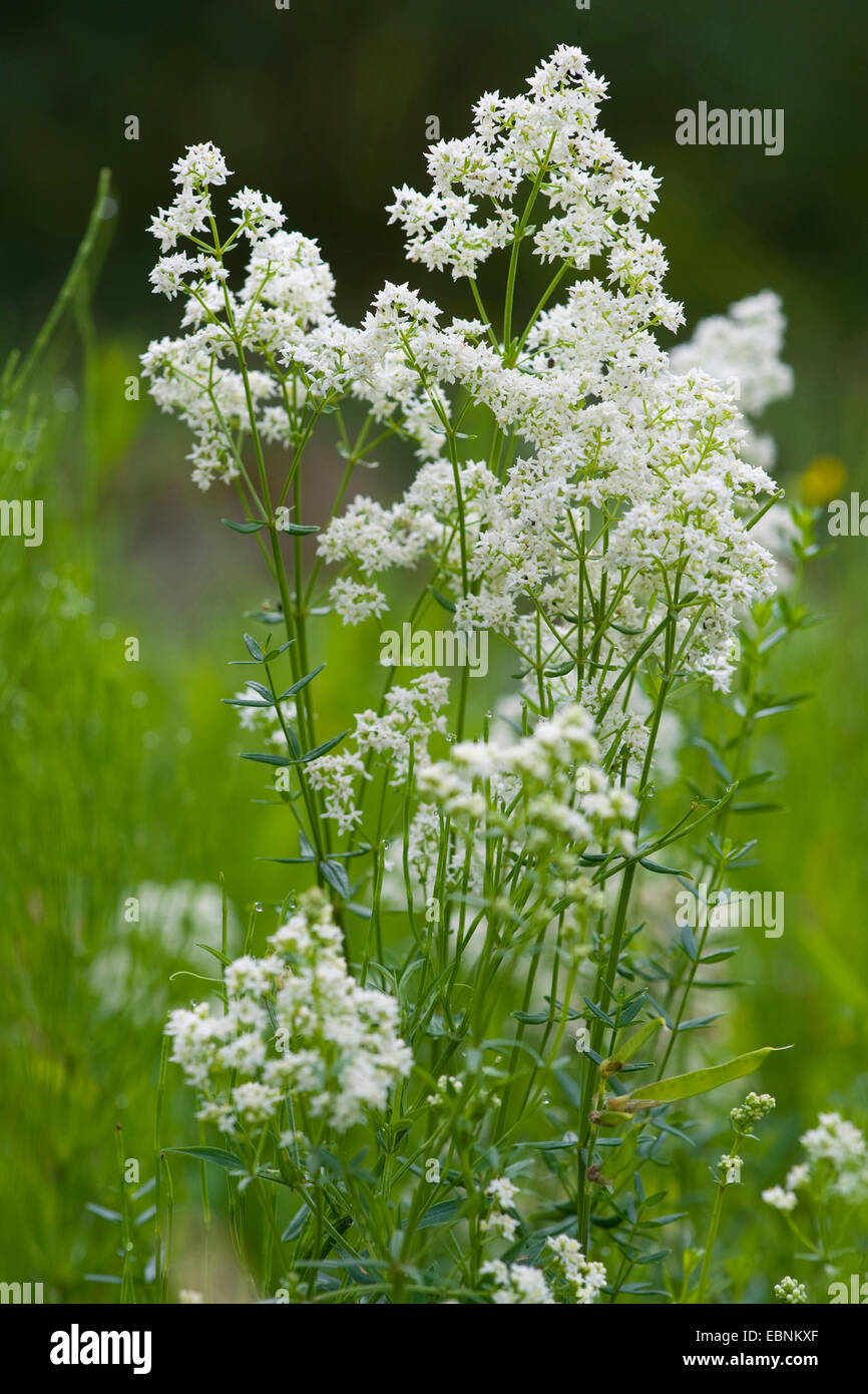 northern bedstraw (Galium boreale), blooming, Germany Stock Photo