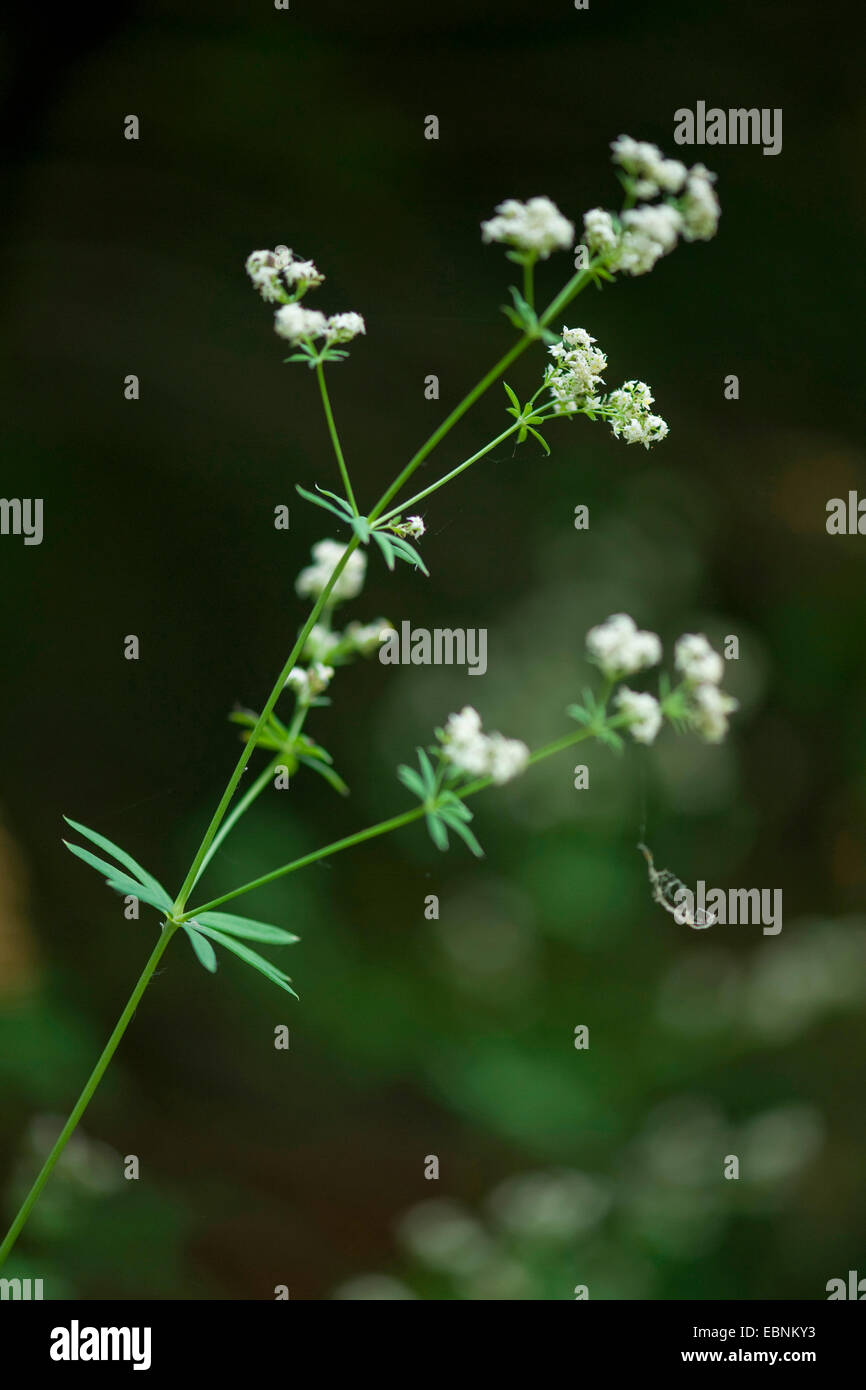 Schultes' bedstraw (Galium schultesii), inflorescence, Germany Stock Photo