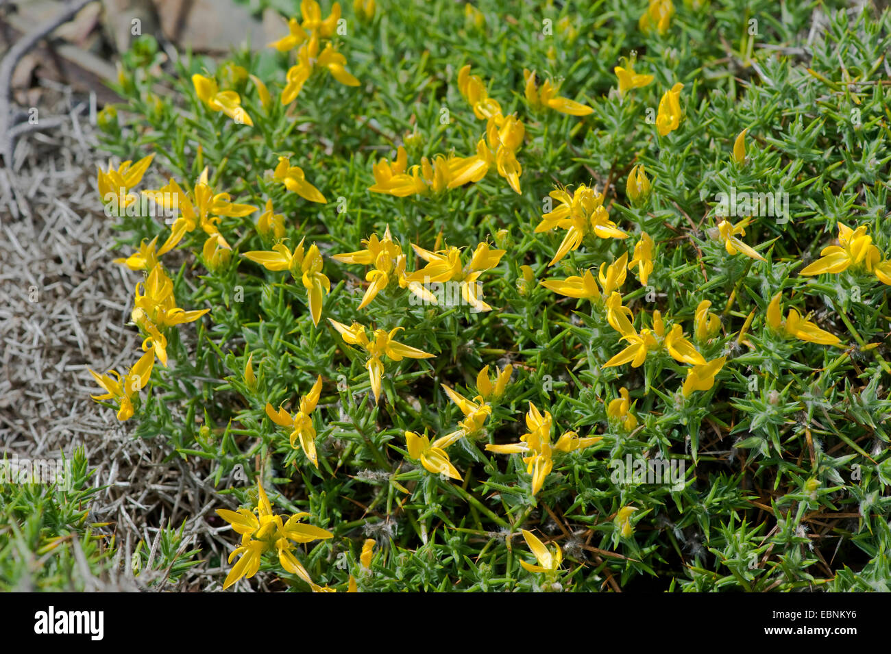 Algarvian Greenweed (Genista hirsuta ssp. algarbiensis), blooming, Portugal Stock Photo