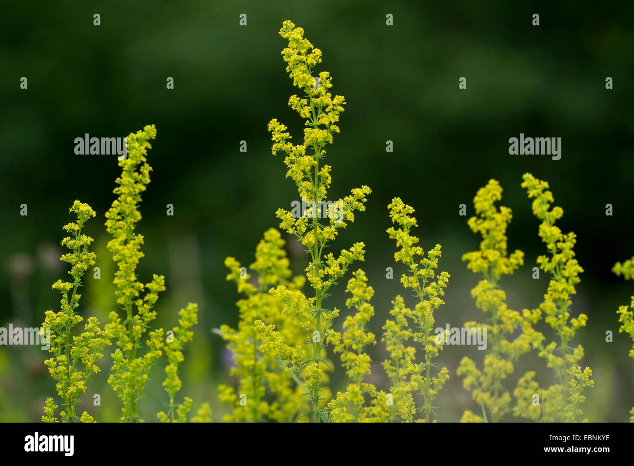 Lady's bedstraw, Yellow bedstraw, Yellow spring bedstraw (Galium verum), blooming ion a meadow, Germany Stock Photo