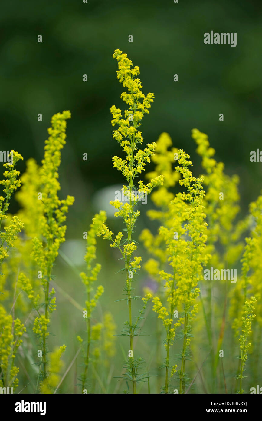 Lady's bedstraw, Yellow bedstraw, Yellow spring bedstraw (Galium verum), blooming ion a meadow, Germany Stock Photo