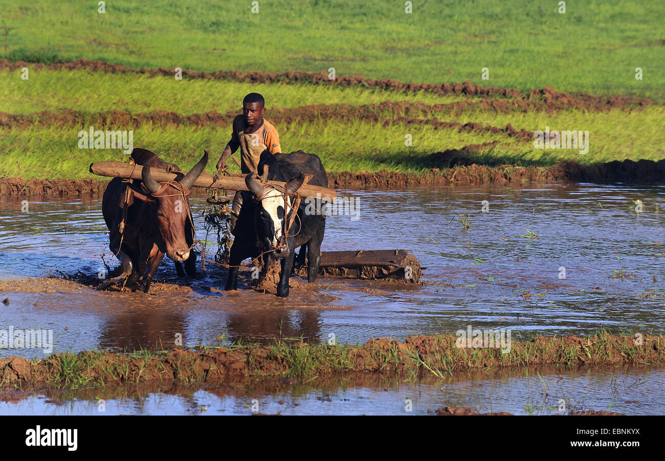 Zebu, Humped Cattle, Indicus Cattle (Bos primigenius indicus, Bos indicus), span of zebus ploughing in a paddy field near Diego Suarez, Madagascar, Antsiranana, Diego Suarez Stock Photo