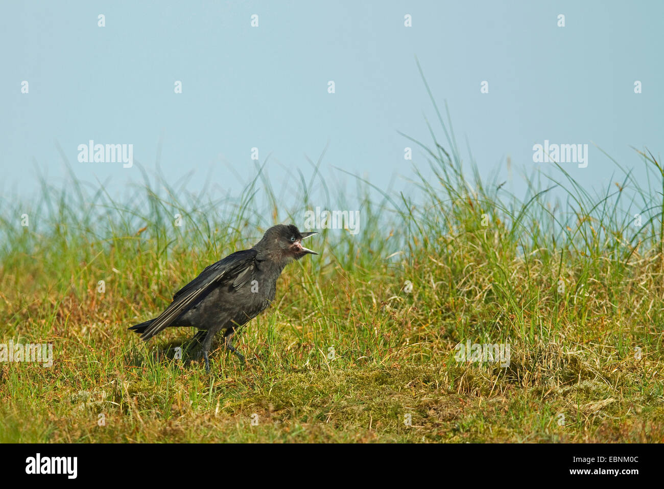 jackdaw (Corvus monedula), squeaker begging for food in a meadow, Germany Stock Photo
